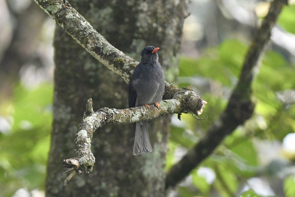 Square-tailed Bulbul - ML612548595