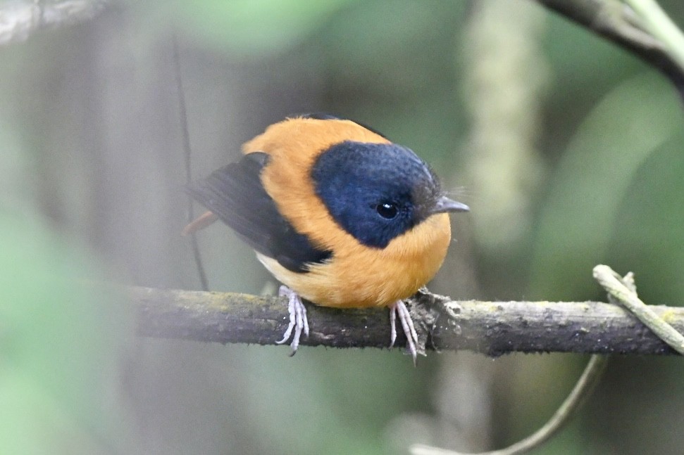 Black-and-orange Flycatcher - ML612548598