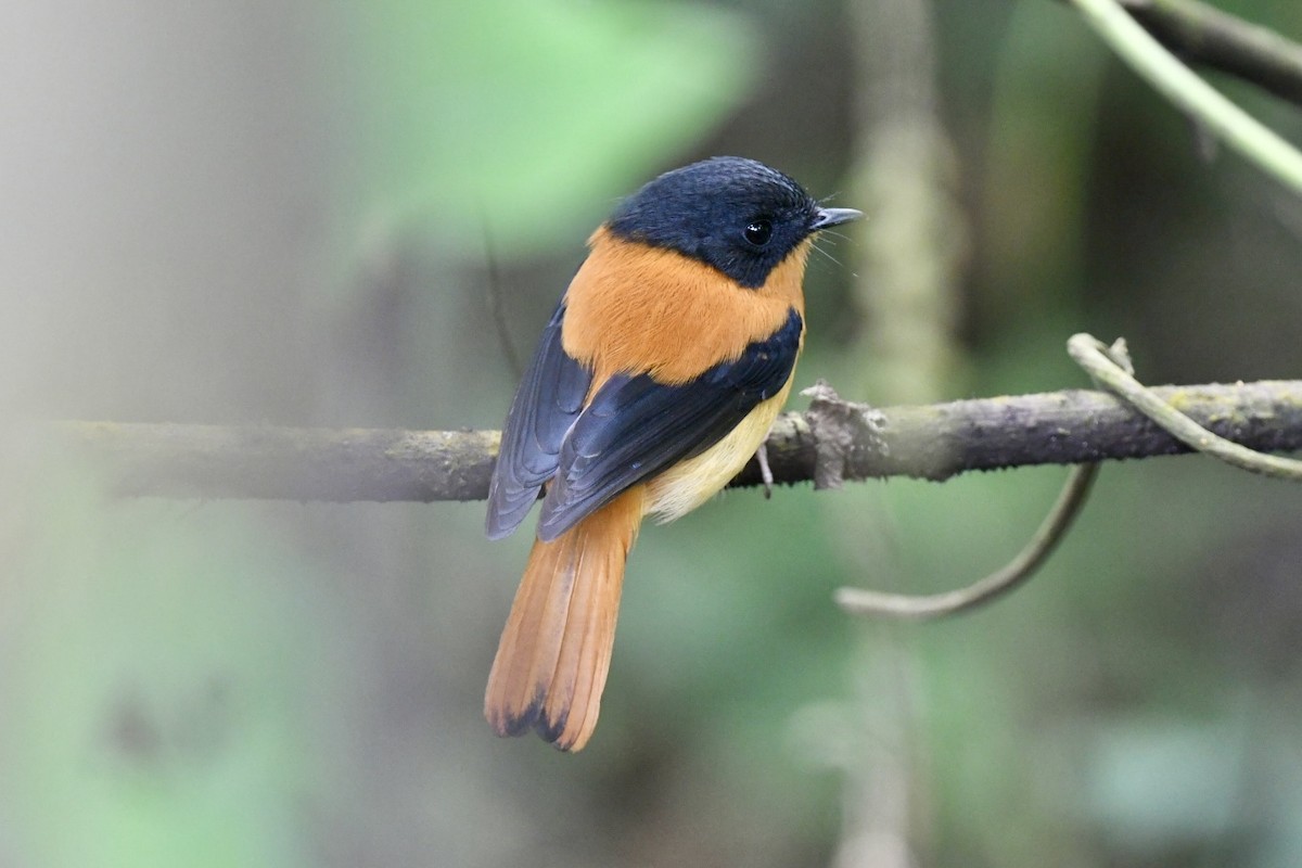 Black-and-orange Flycatcher - ML612548599