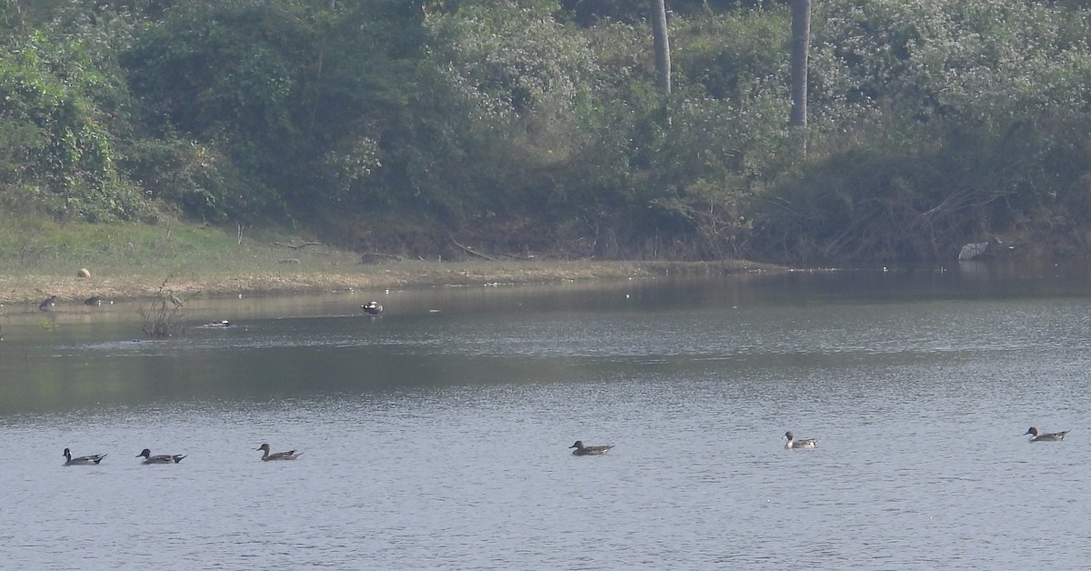 Northern Pintail - ML612548661