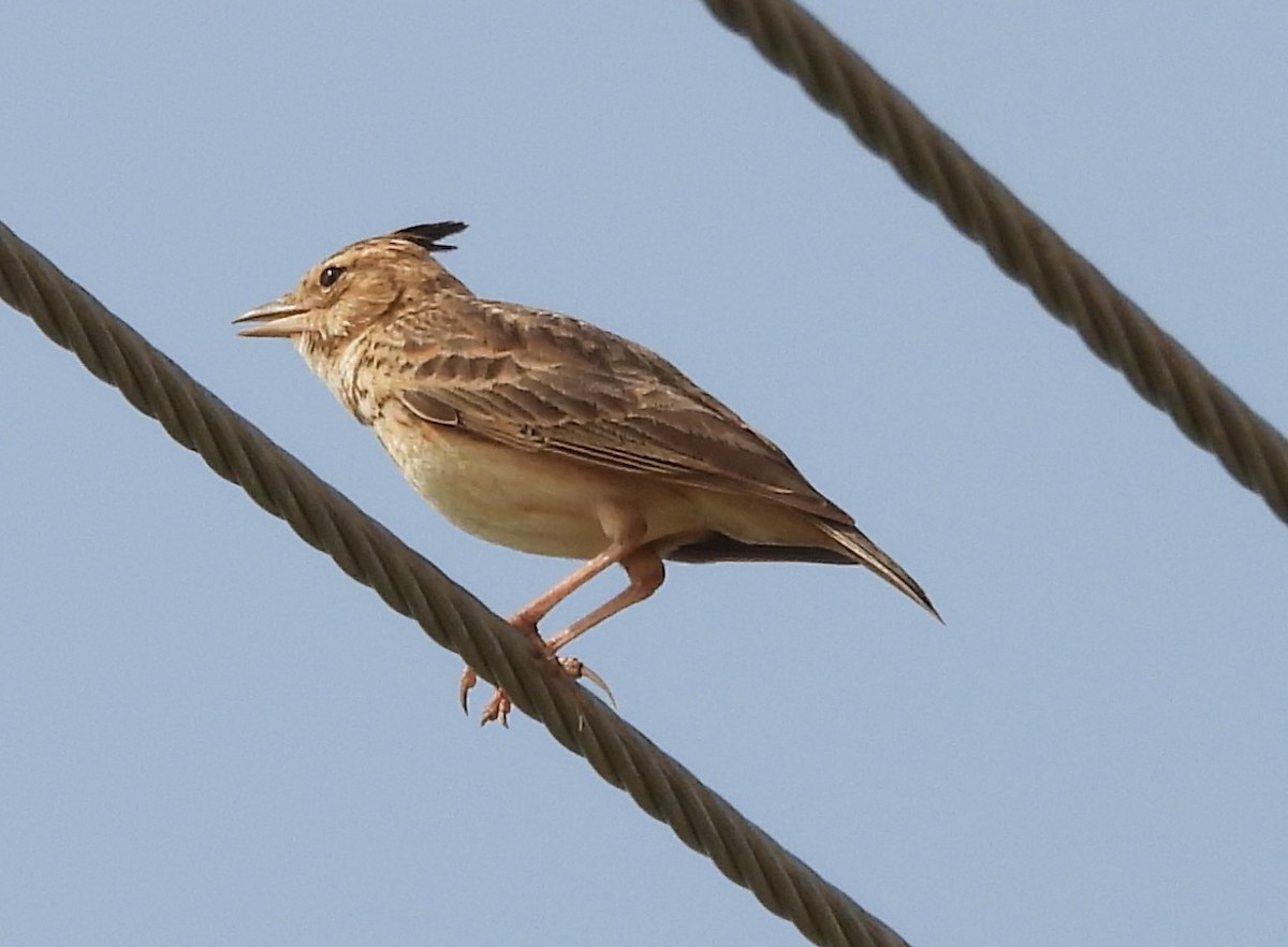 Malabar Lark - ML612548663