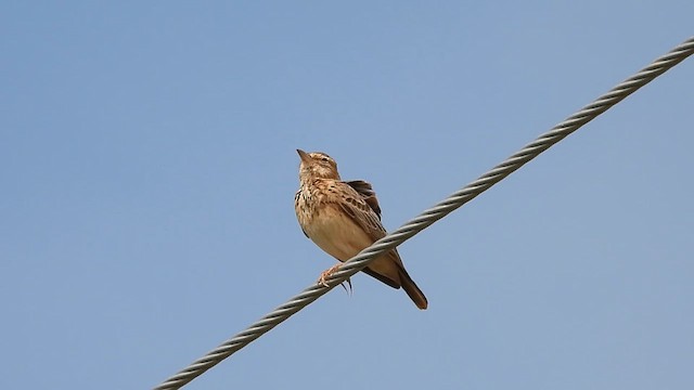 Malabar Lark - ML612548667