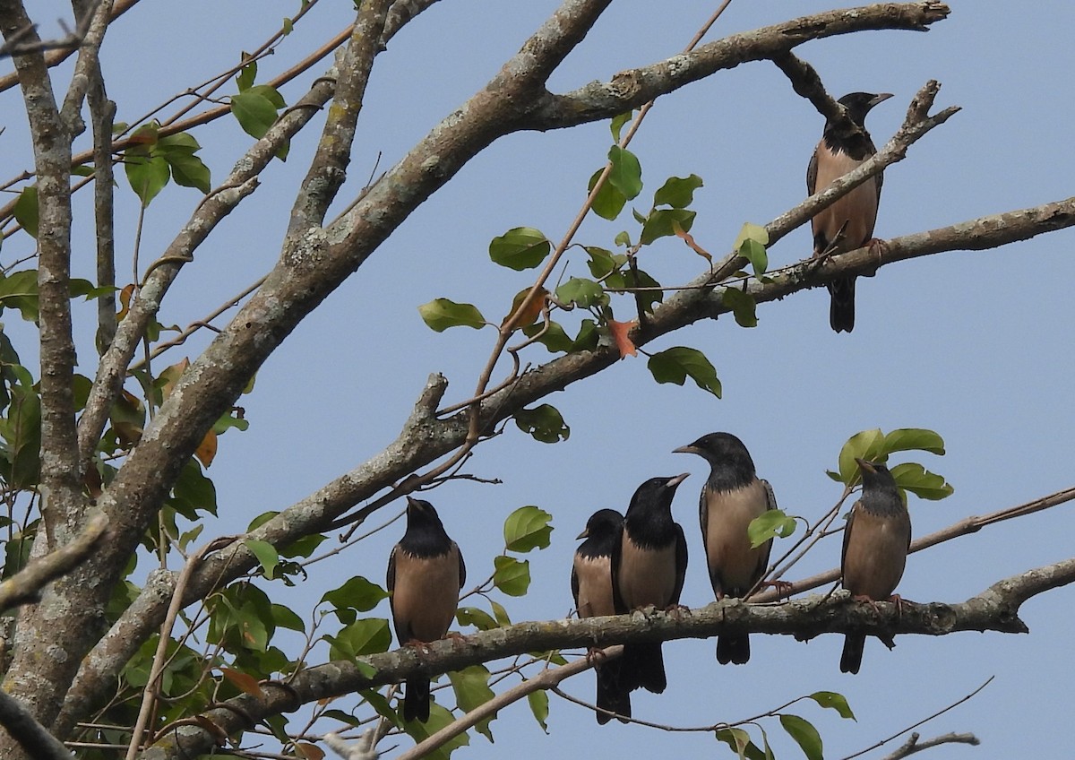 Rosy Starling - ML612548669