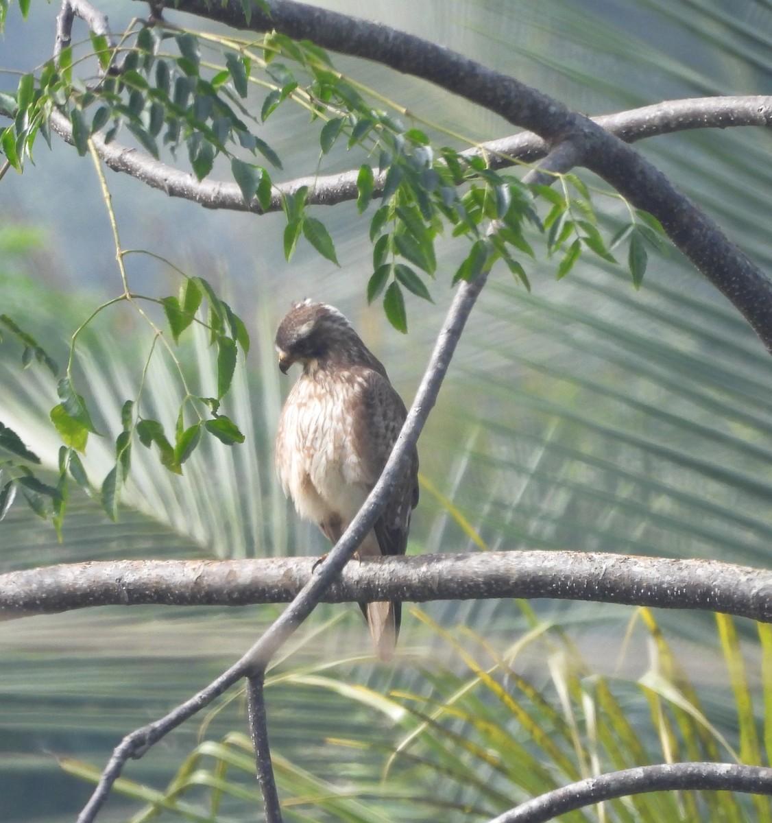 White-eyed Buzzard - ML612548708