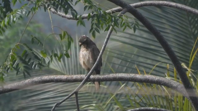 White-eyed Buzzard - ML612548709