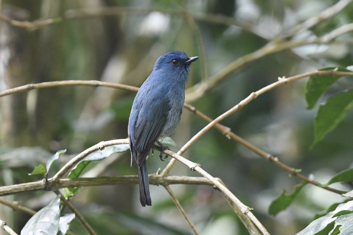 Nilgiri Flycatcher - ML612548723