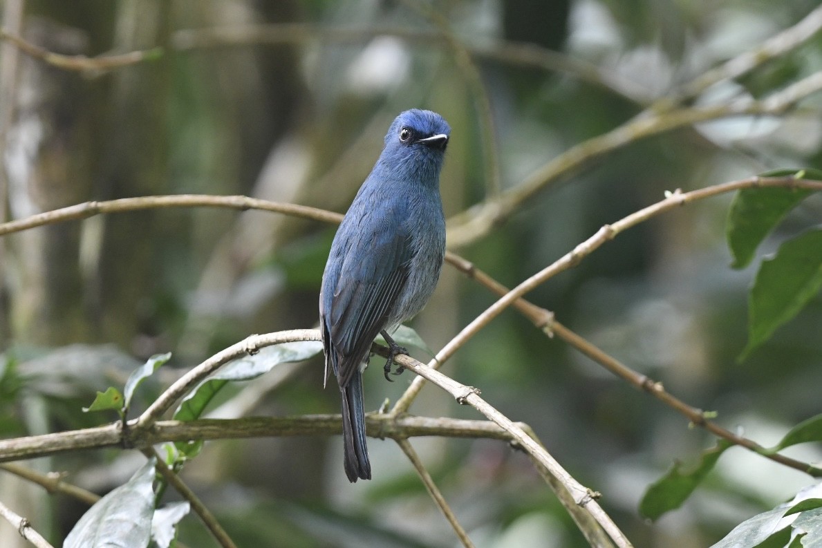 Nilgiri Flycatcher - ML612548724