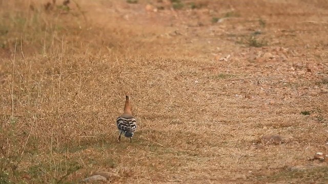 Eurasian Hoopoe - ML612548730