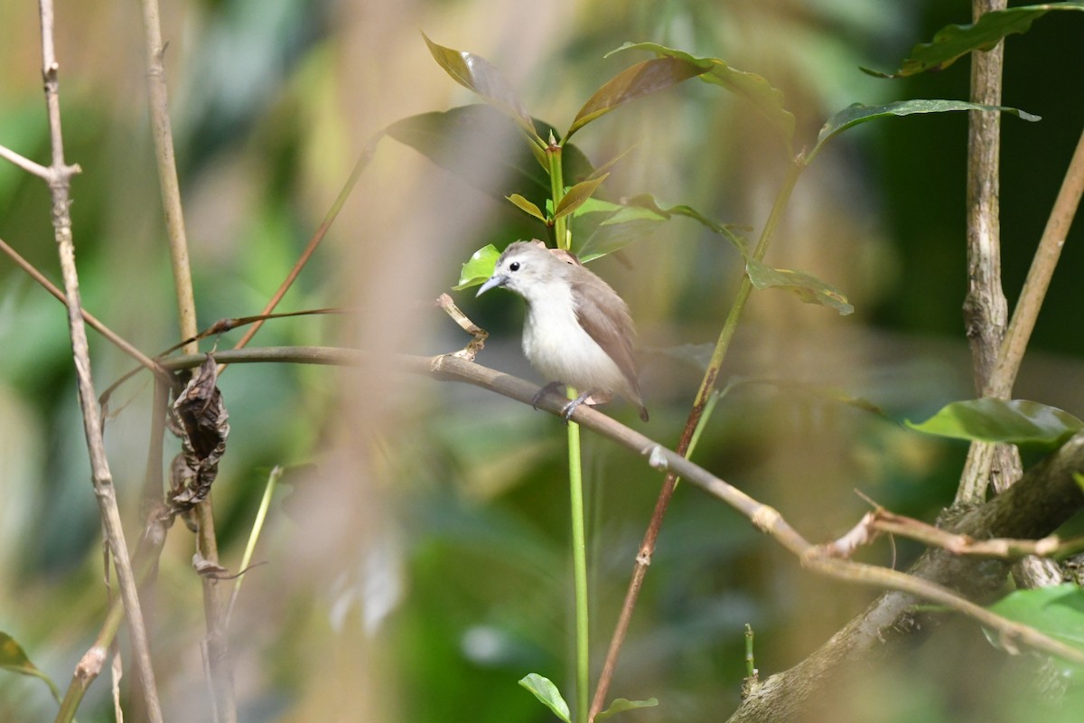 Nilgiri Flowerpecker - Timothy Lloyd