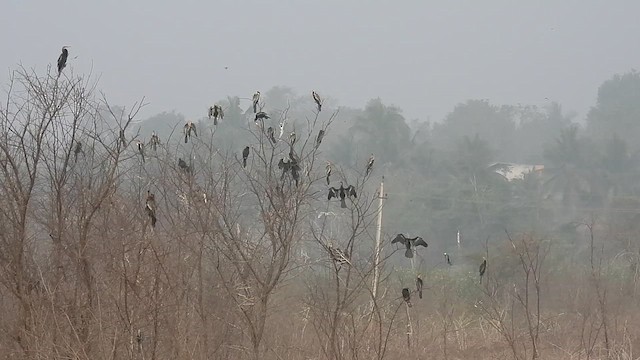 Oriental Darter - ML612548768