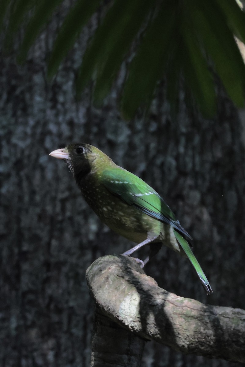 Green Catbird - Alex Ferguson