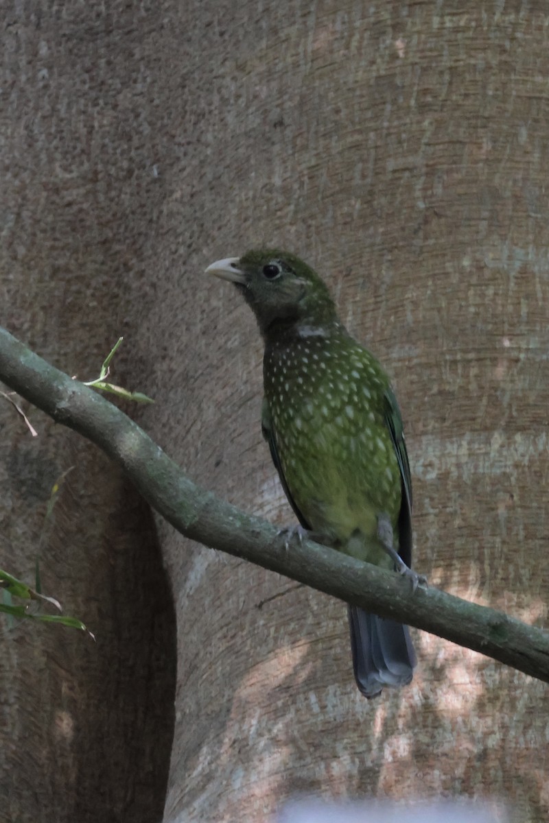 Green Catbird - ML612548805