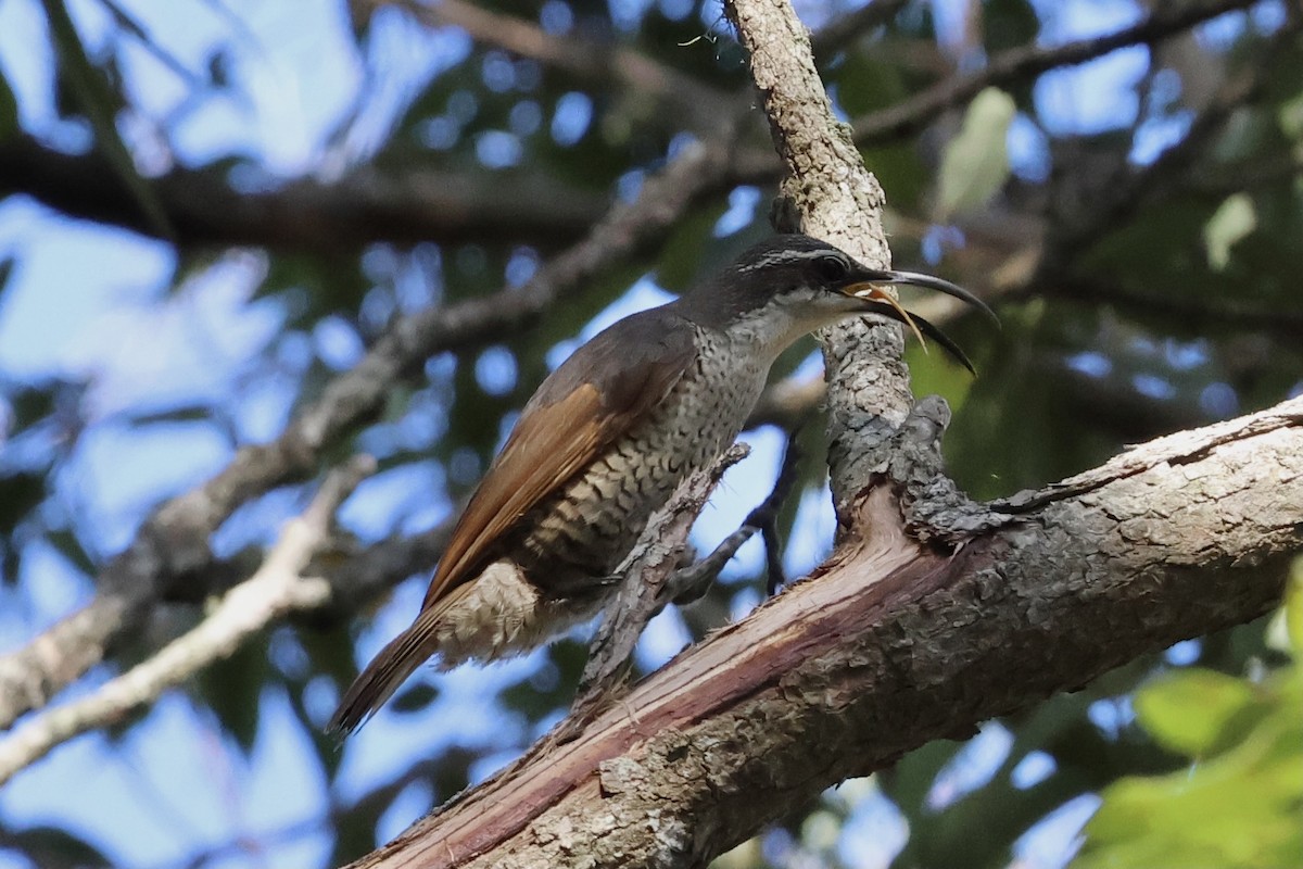 Paradise Riflebird - ML612548811