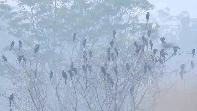 Cormorán sp. - ML612548814