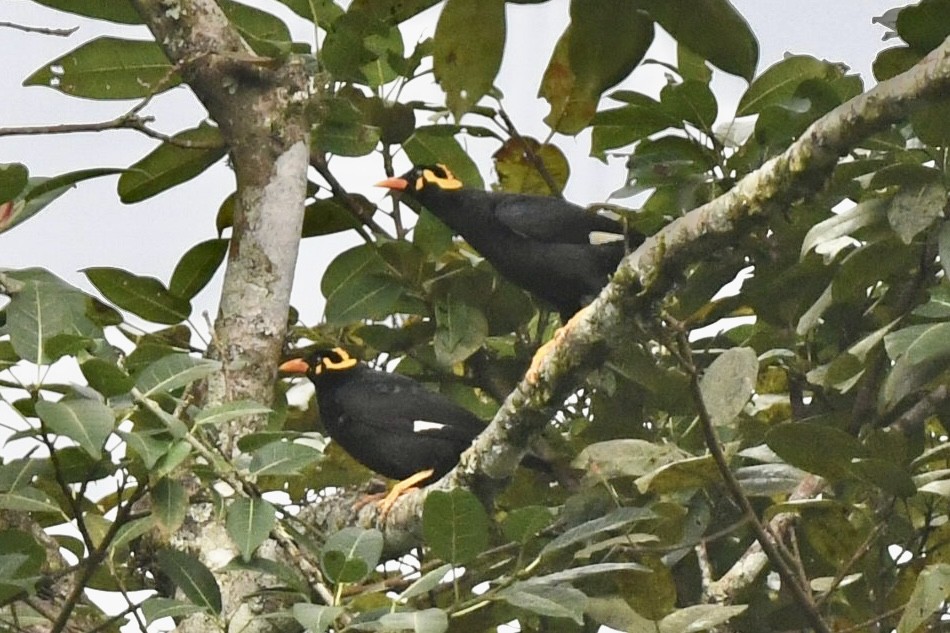 Southern Hill Myna - Timothy Lloyd