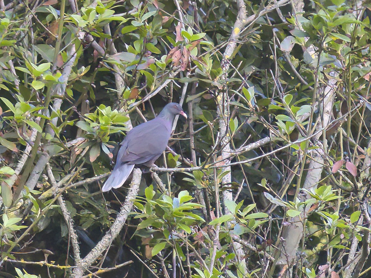 Laurel Pigeon - ML612548838