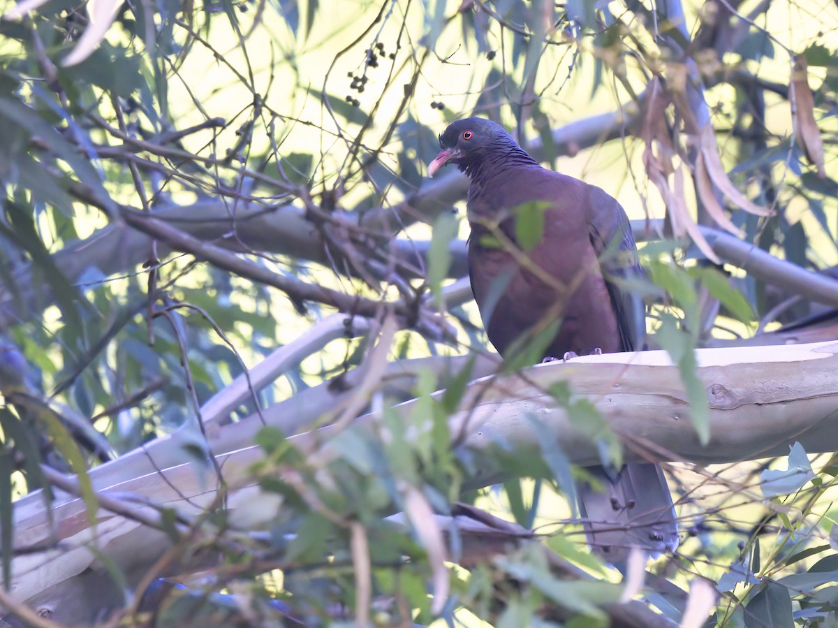 Laurel Pigeon - ML612548839