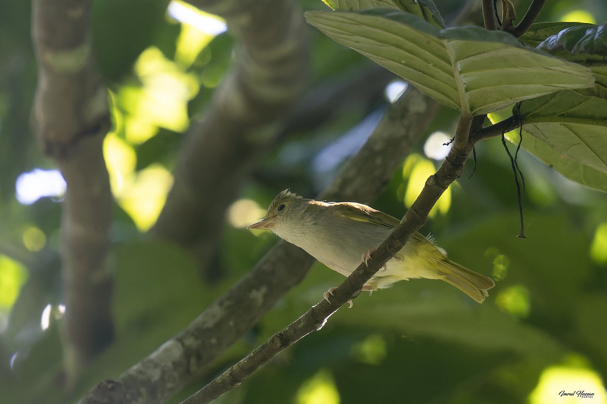 White-bellied Erpornis - ML612548866