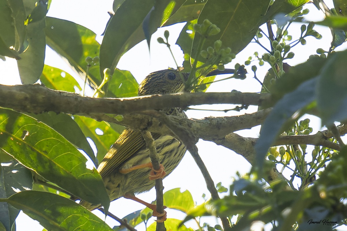 Streaked Spiderhunter - IMRUL HASSAN