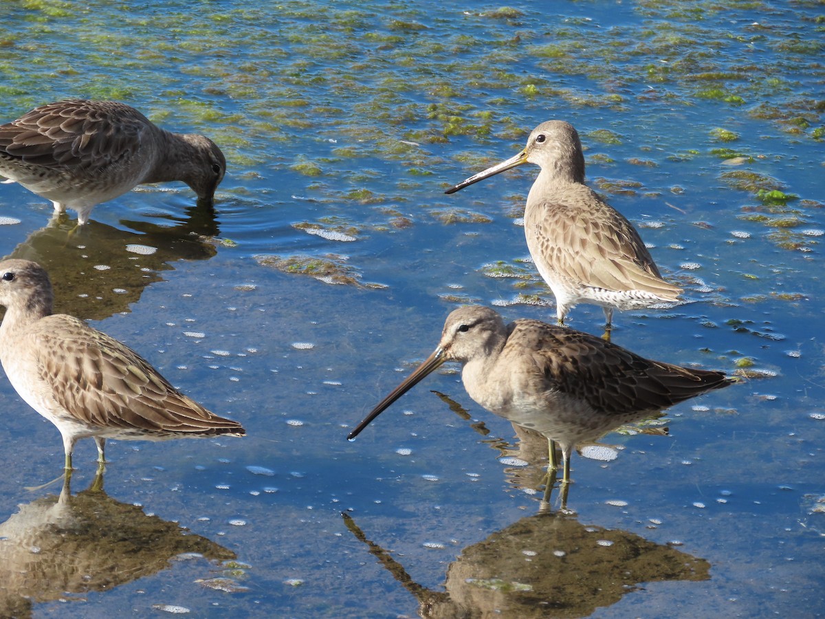 Long-billed Dowitcher - ML612548876