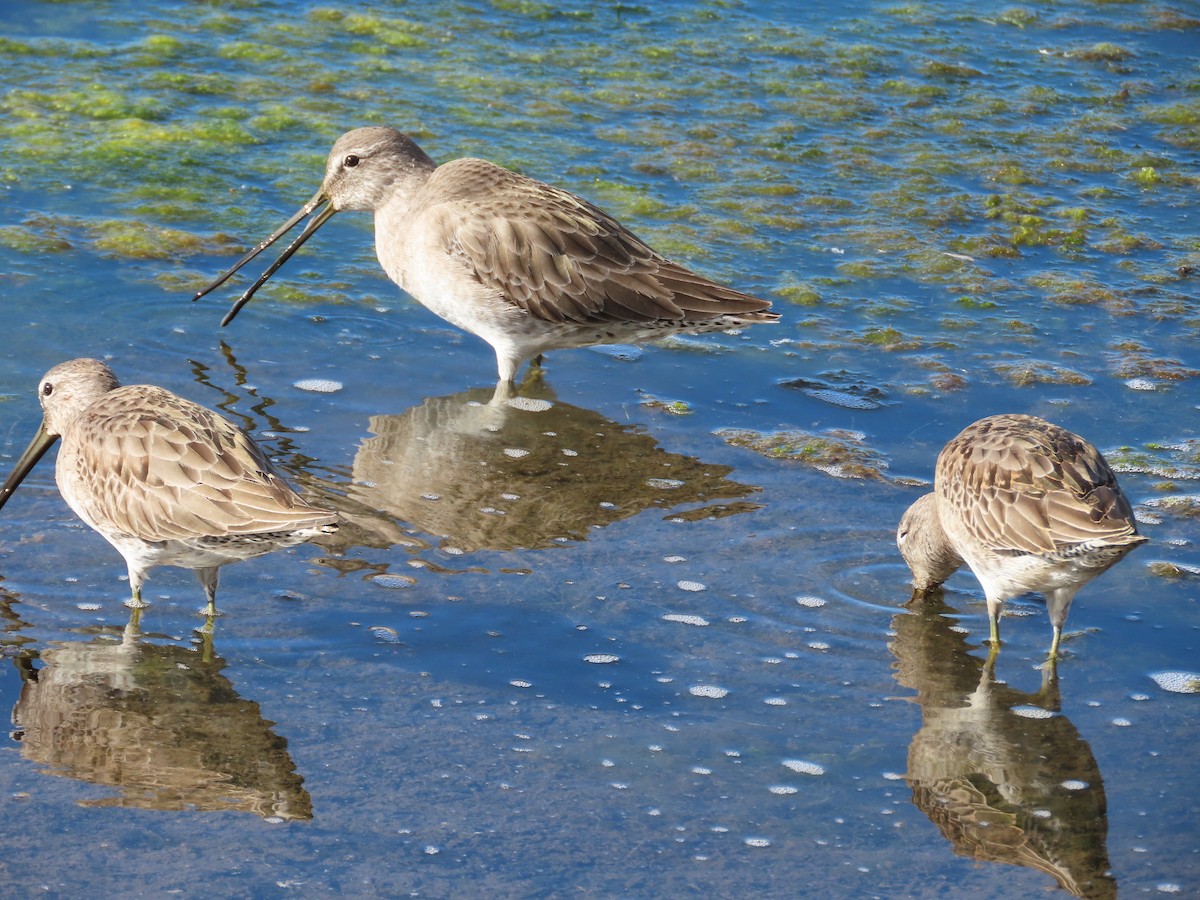 Long-billed Dowitcher - ML612548877