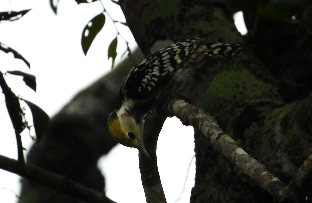 Yellow-crowned Woodpecker - ML612548903