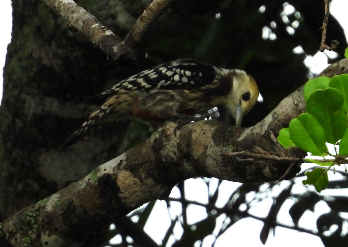 Yellow-crowned Woodpecker - ML612548919