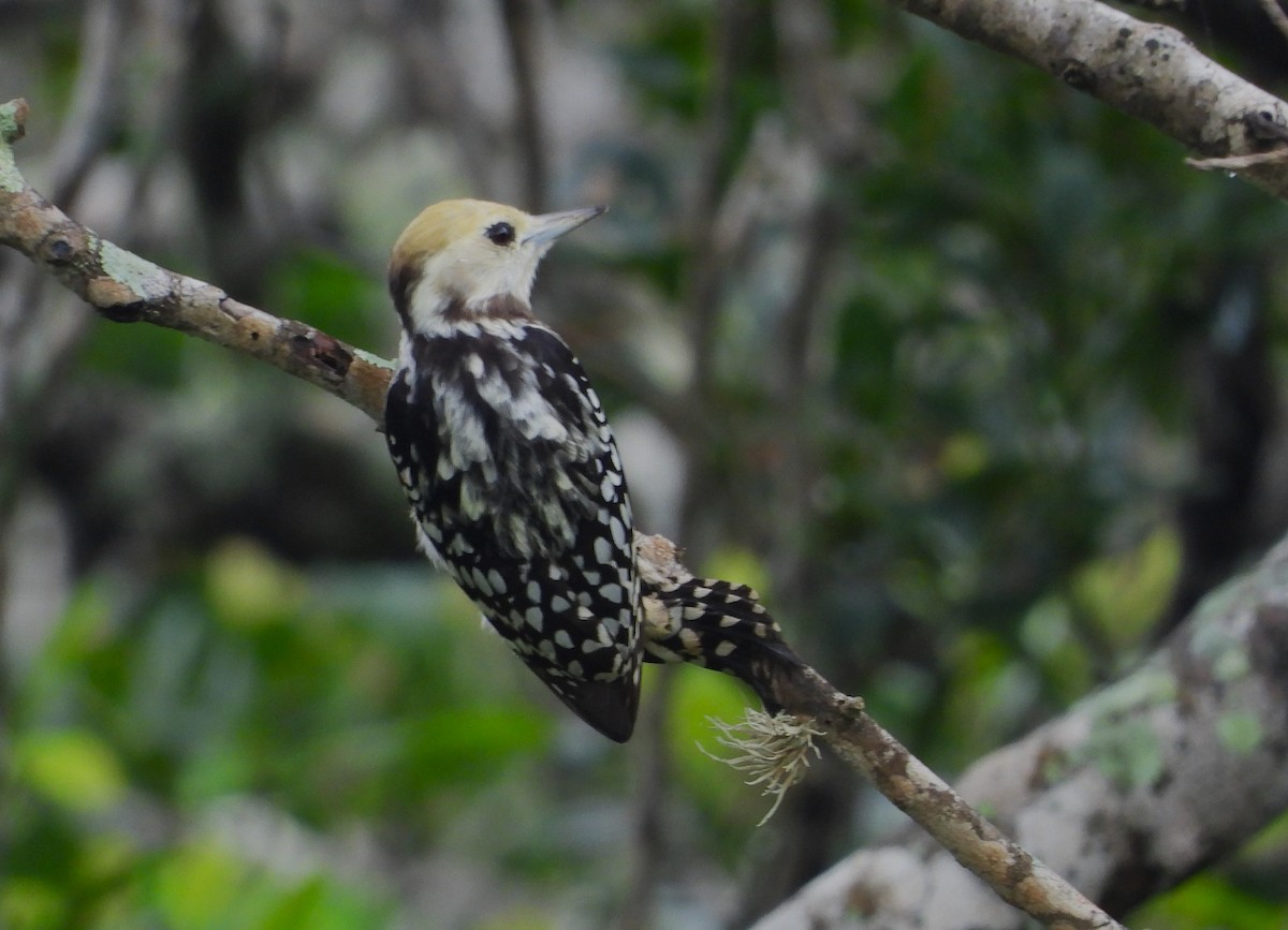 Yellow-crowned Woodpecker - ML612548922