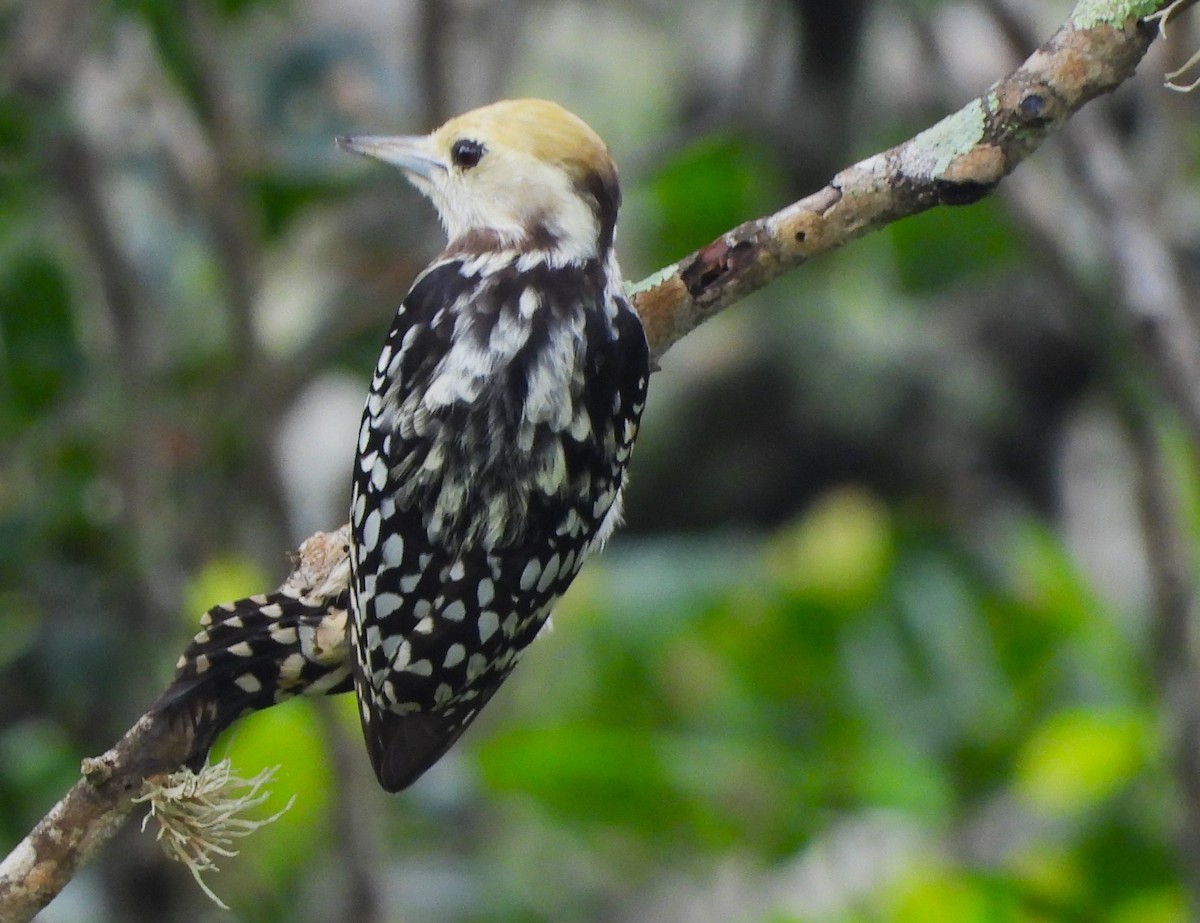 Yellow-crowned Woodpecker - ML612548925