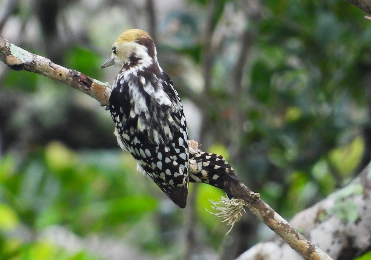 Yellow-crowned Woodpecker - ML612548932