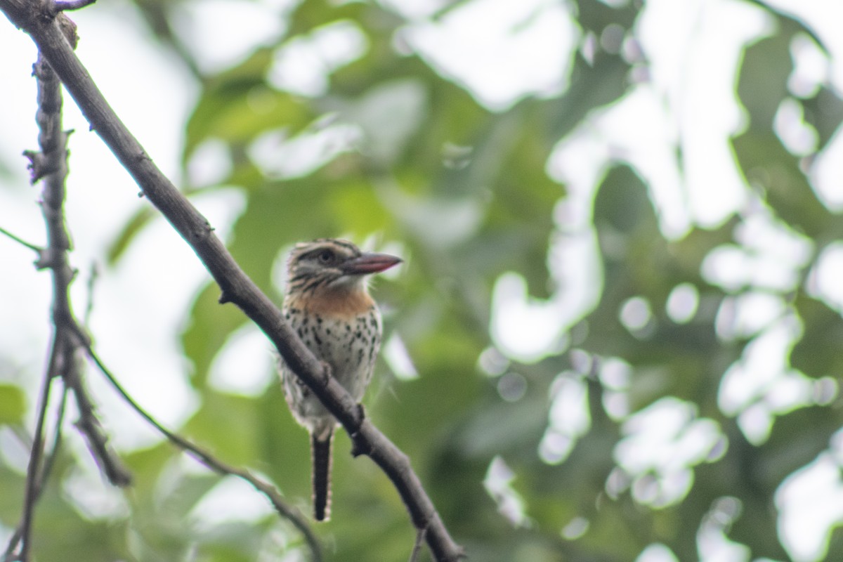 Spot-backed Puffbird (Spot-backed) - ML612548938