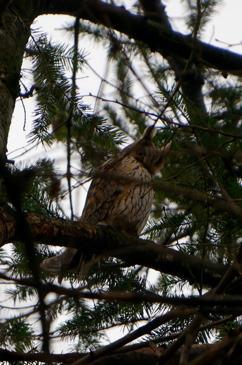 Long-eared Owl - ML612548963