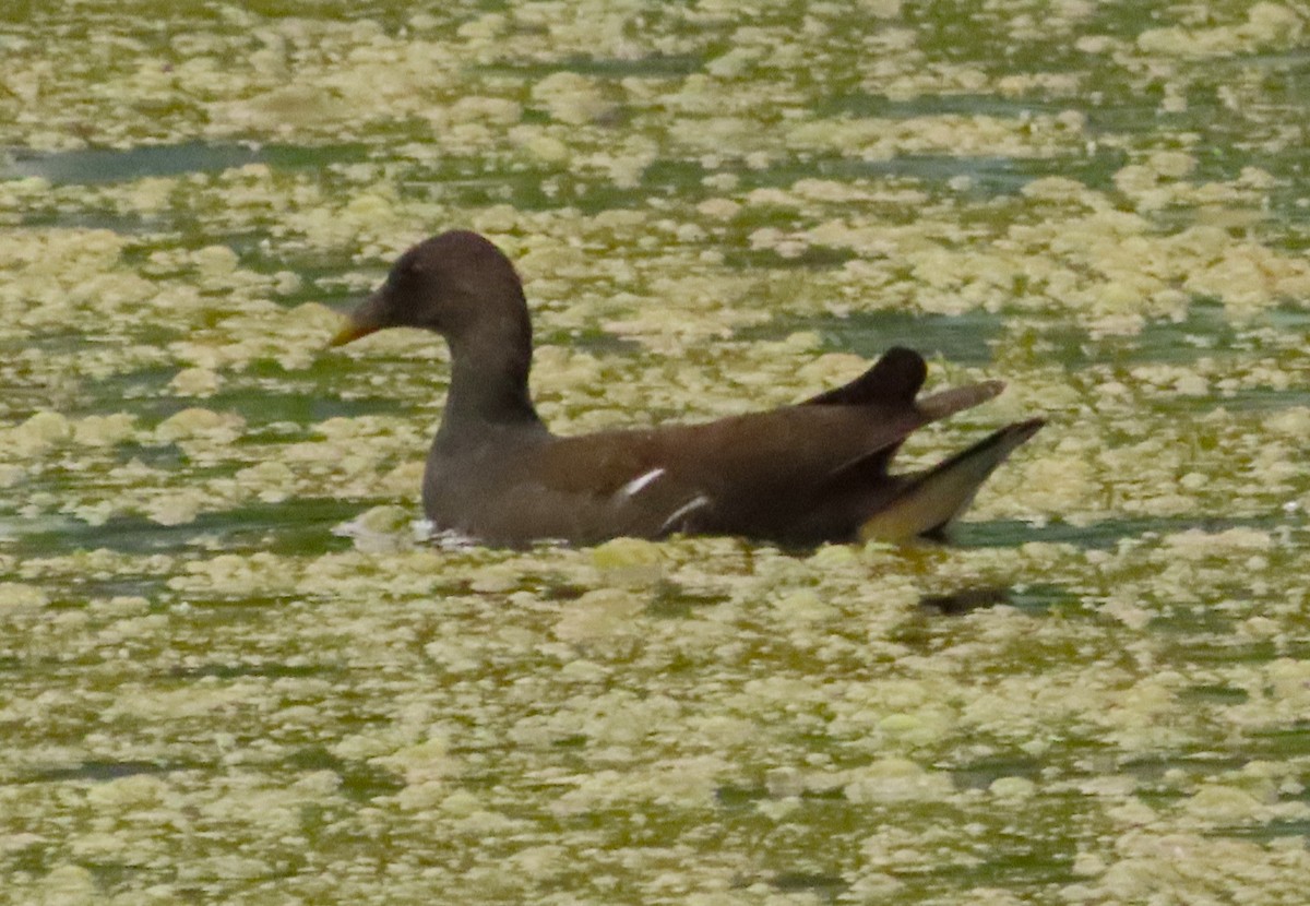 Eurasian Moorhen - ML612549007