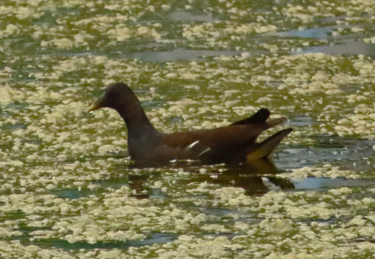 Eurasian Moorhen - ML612549008