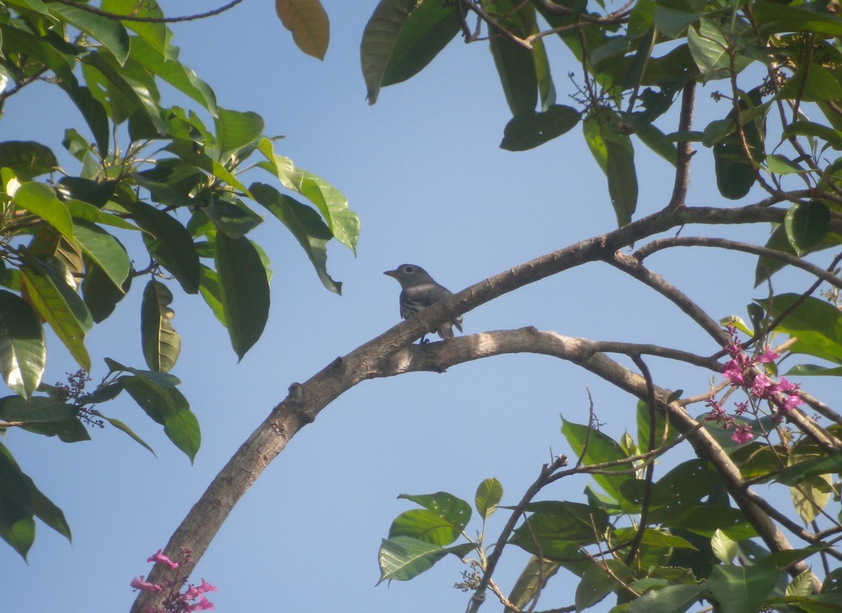 Yellow-billed Cotinga - ML612549093