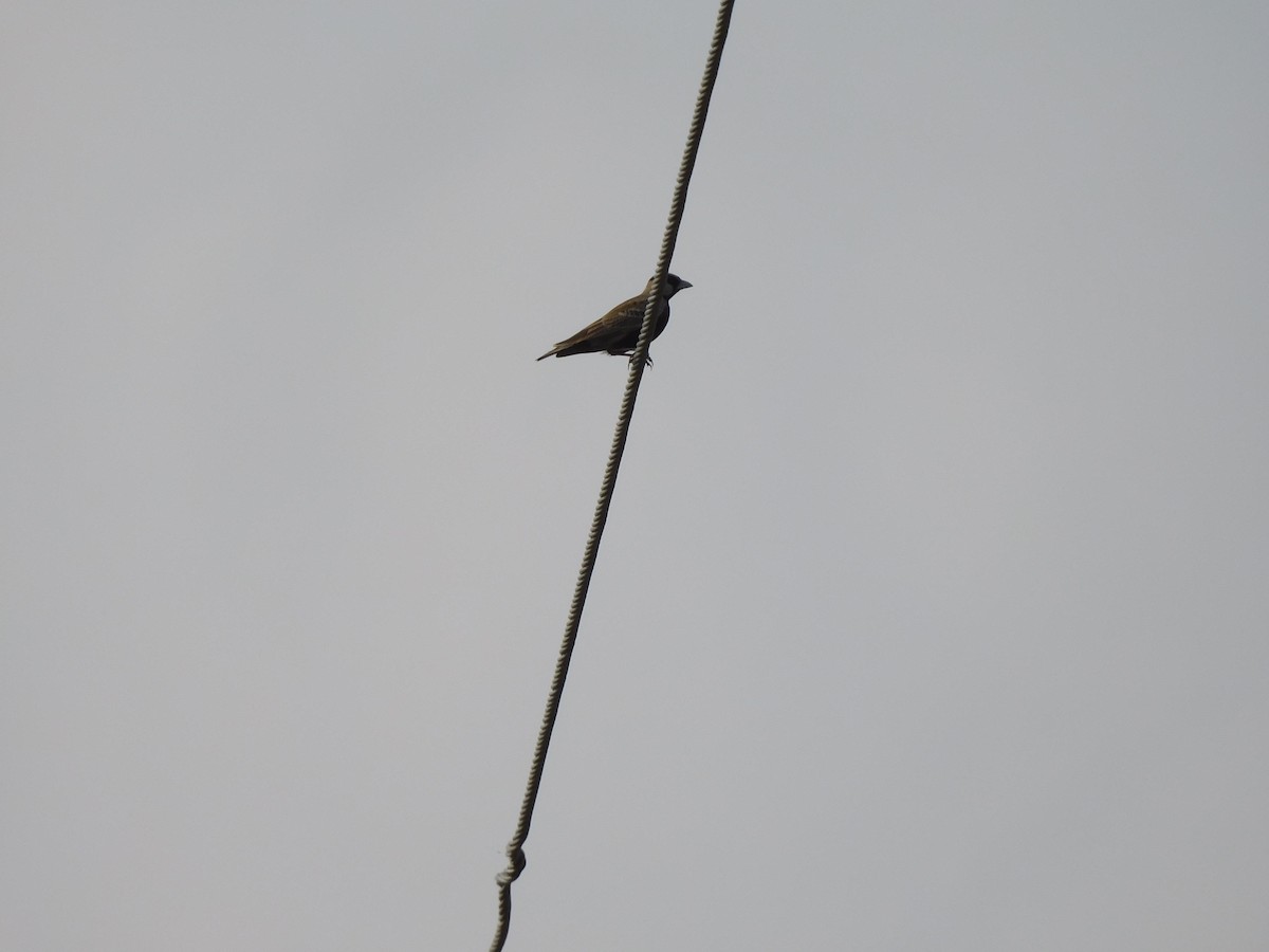 Ashy-crowned Sparrow-Lark - ML612549095