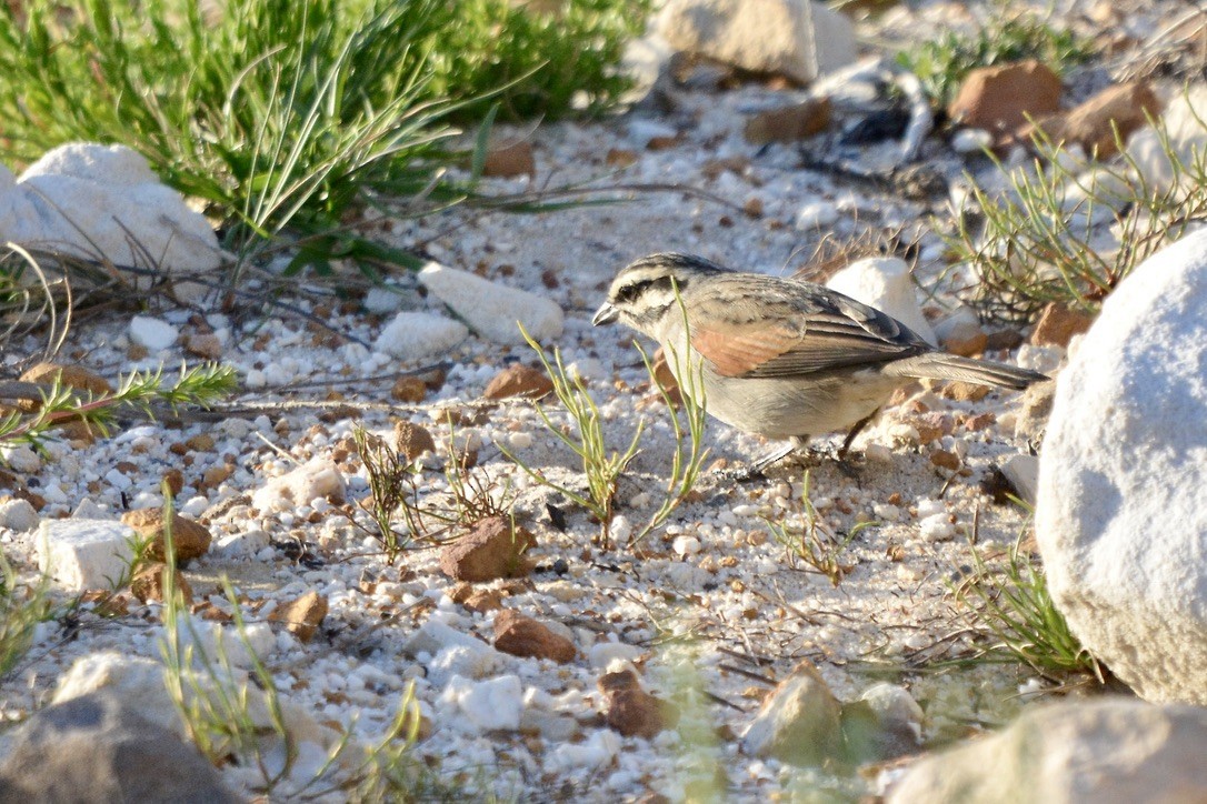 Cape Bunting - ML612549109