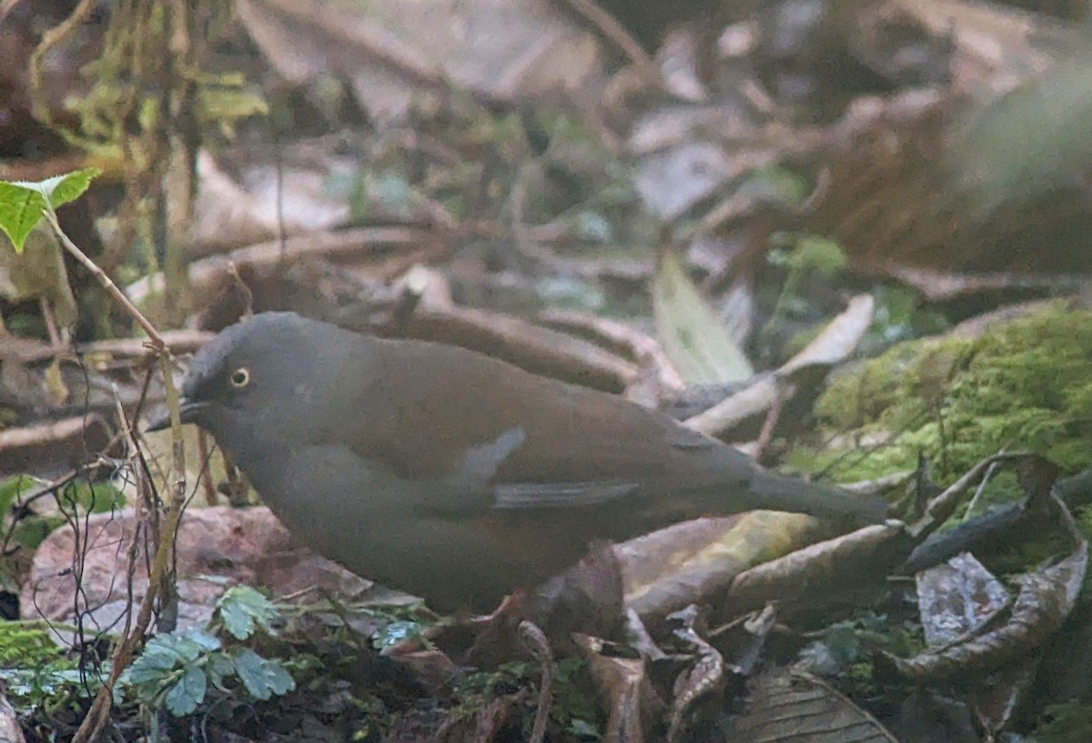 Maroon-backed Accentor - ML612549155