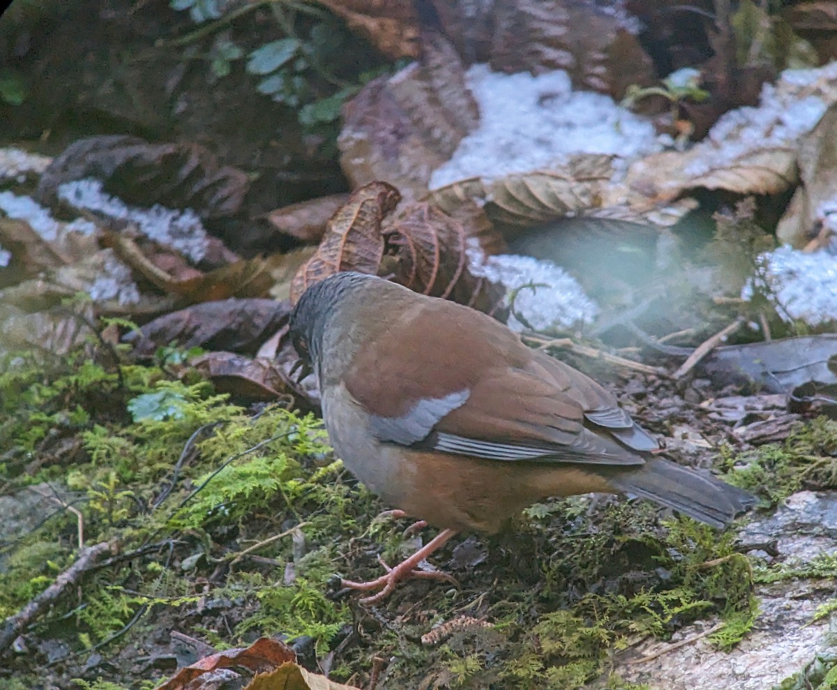 Maroon-backed Accentor - ML612549156