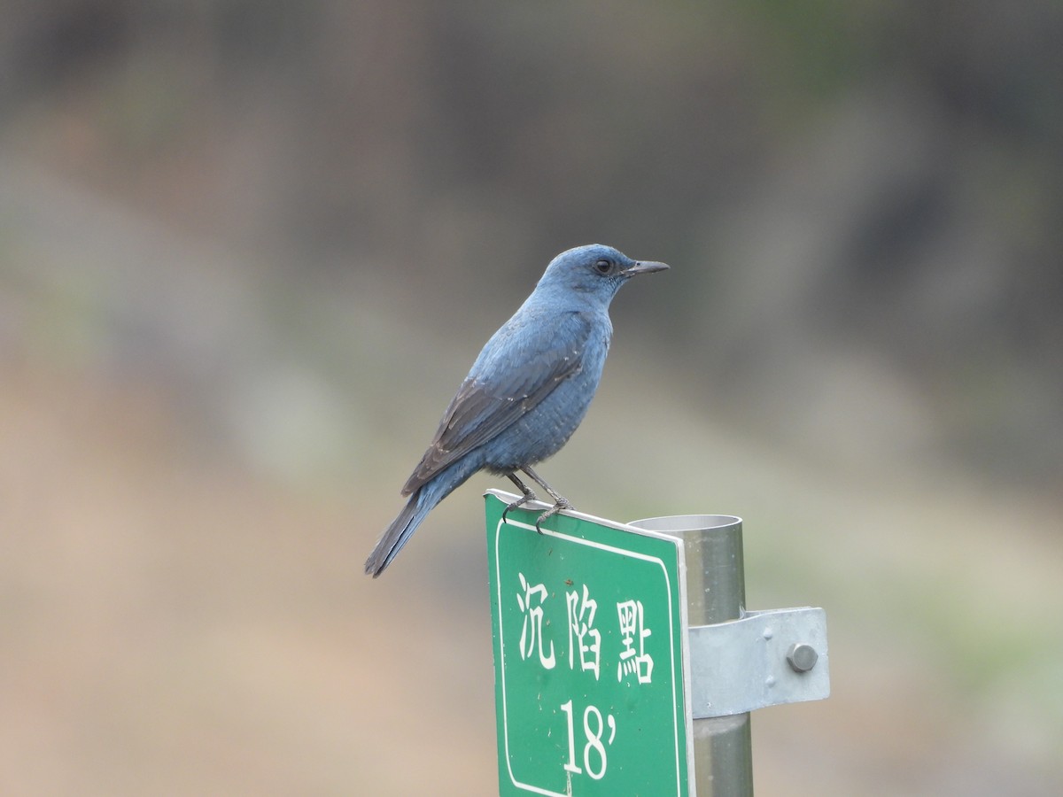 Blue Rock-Thrush (pandoo) - ML612549196