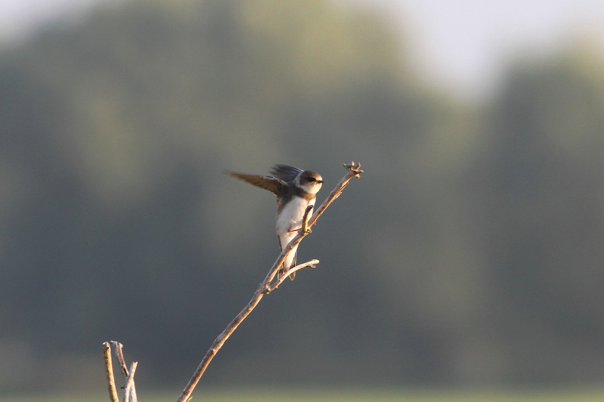 Bank Swallow - Rainer Seifert