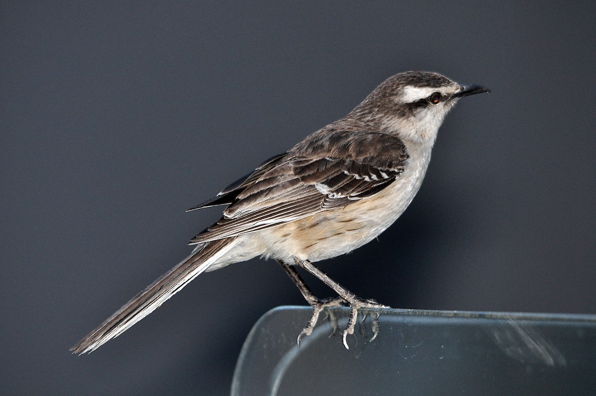 Chalk-browed Mockingbird - ML612549254