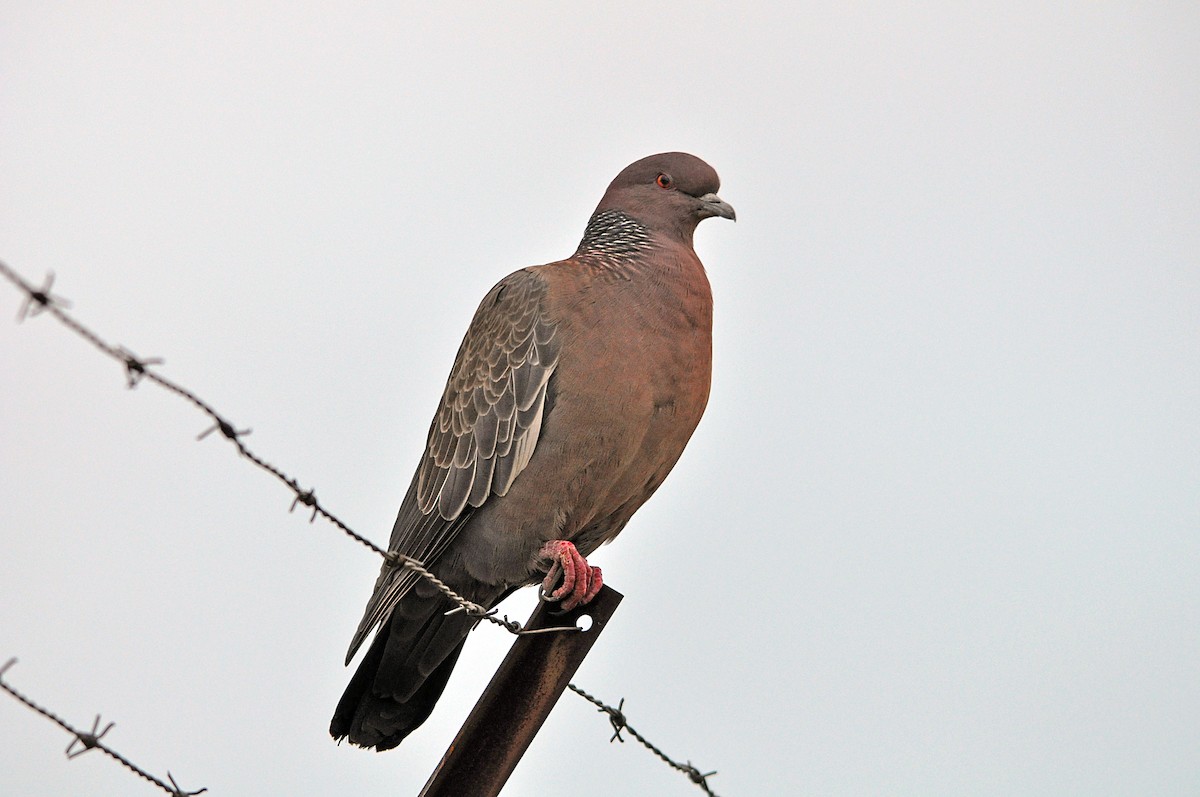 Picazuro Pigeon - Antonio Ceballos Barbancho