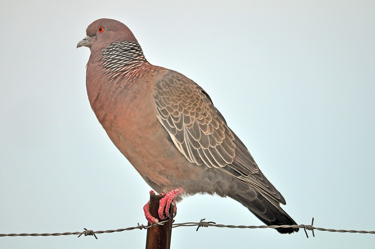 Picazuro Pigeon - Antonio Ceballos Barbancho