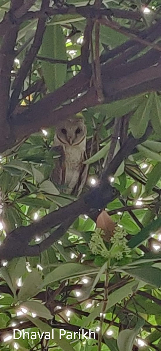 Eastern Barn Owl - Dhaval Parikh