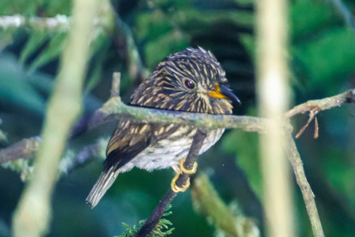 White-chested Puffbird - ML612549325