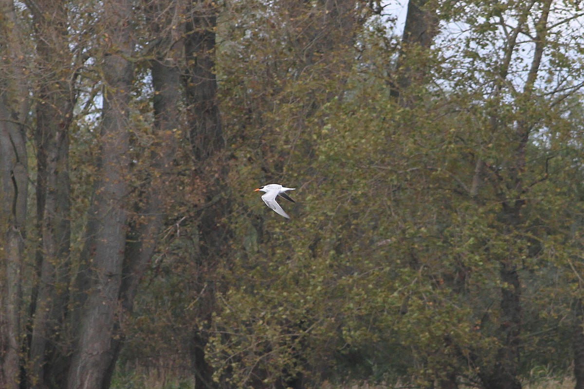 Морин хараалай - ML612549326