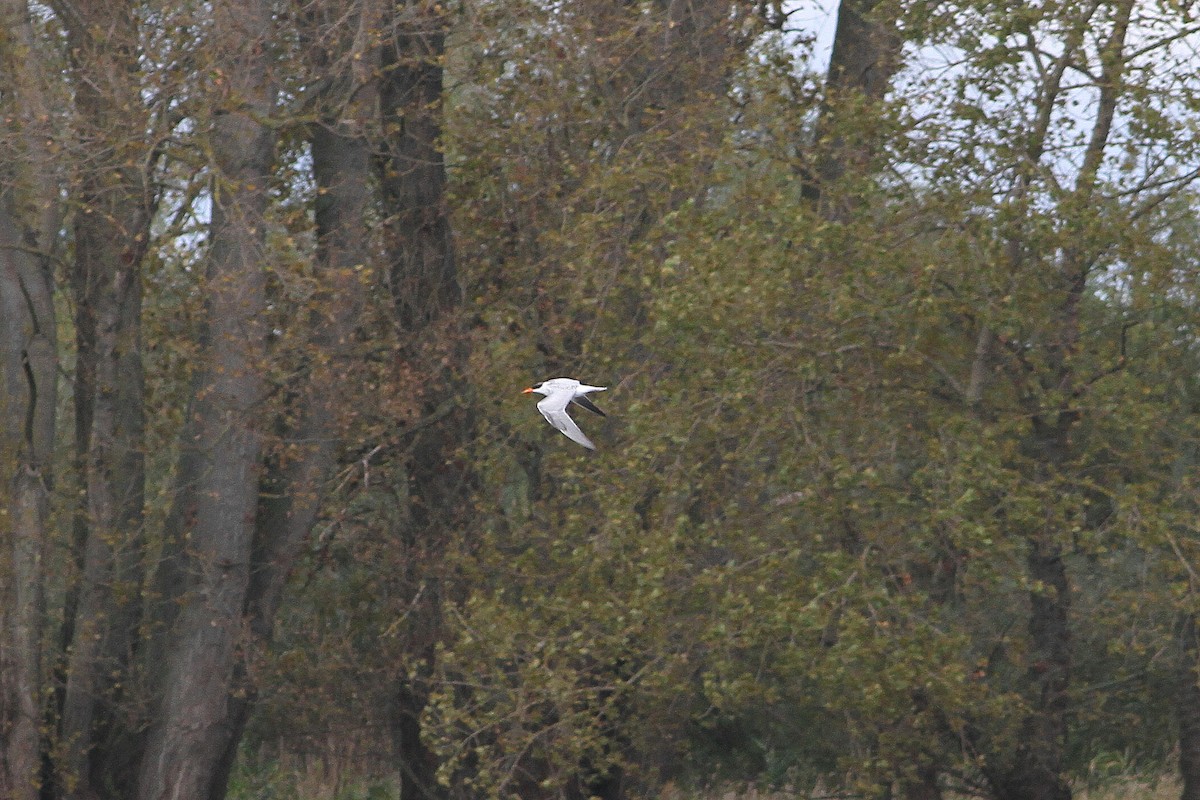 Caspian Tern - Rainer Seifert