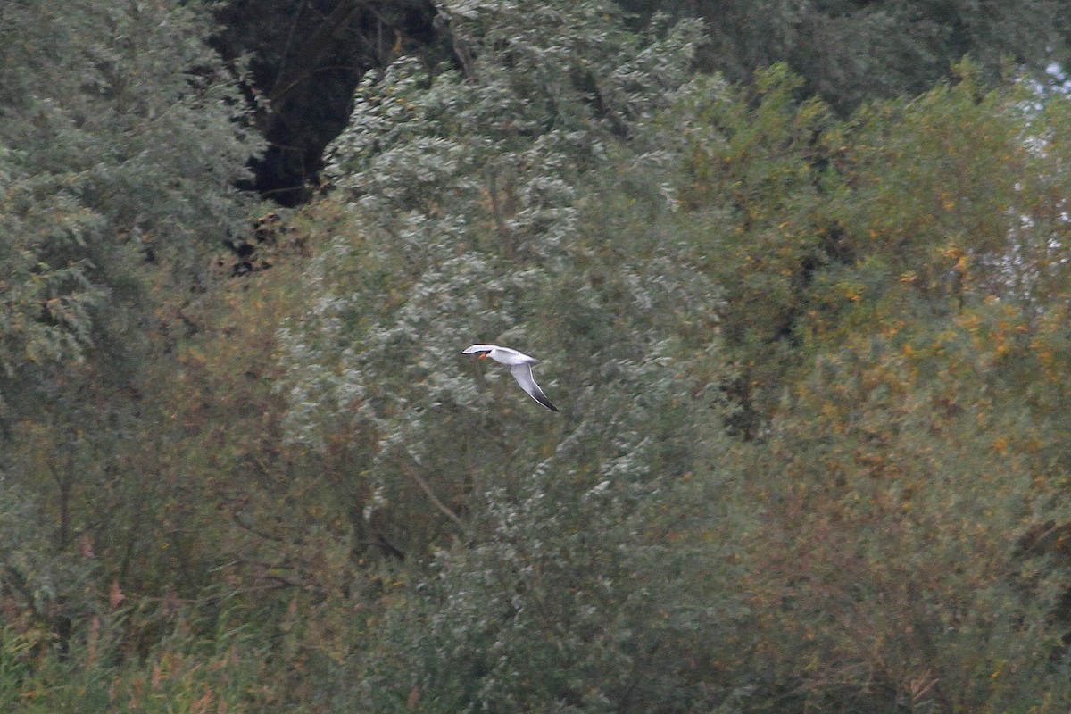 Caspian Tern - ML612549327