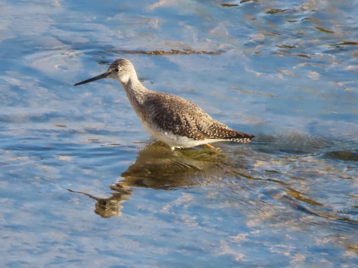 Greater Yellowlegs - ML612549337